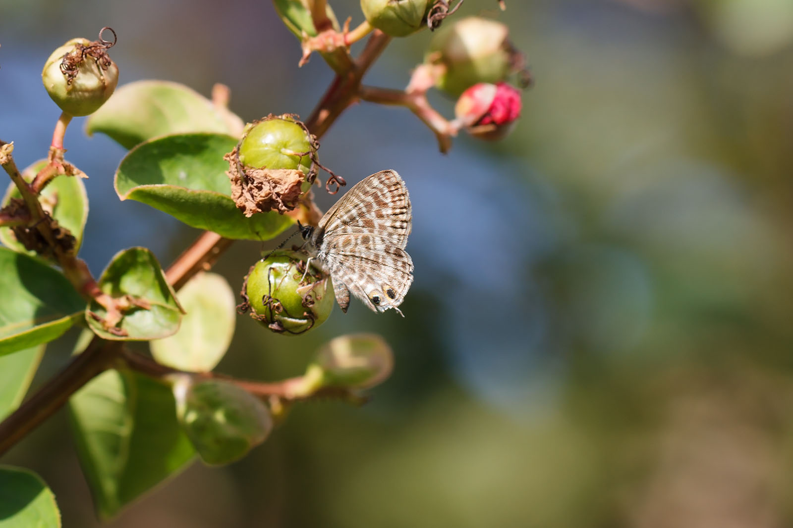 Aiuto id farfallina - Leptotes pirithous, Lycaenidae